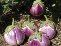 Rosa Bianca Eggplant Eggplant Seeds Heirloom Seeds Garden Seeds