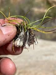 Image result for Isoetaceae