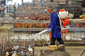 Avian influenza, known informally as avian flu or bird flu, is a variety of influenza caused by viruses adapted to birds. Aodwfha0ghifum