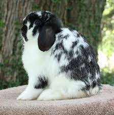 Black And White Holland Lop Black White Holland Lop Rabbit Accessories Rabbit Breeds Rabbit