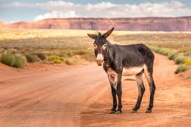 What's the Difference Between Donkeys and Mules?