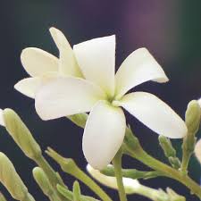 Image result for Holarrhena