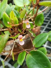 Image result for Begonia elaeagnifolia