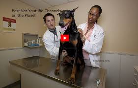 Union hospital provides hospital polyclinic, surgery, out patient, body check, cardiology and heart disease diagnosis, weight loss, and hair they would be arranged for further assessment or referred to hospitals under the hospital authority for further management. 80 Vet Youtube Channels For Veterinarians Animal Lovers