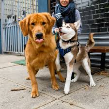 Golden retriever puppies for sale in ny. The Dogist On Twitter Obi Wan Nimeria Golden Retriever Siberian Husky 1 Y O 5 M O Lorimer Ainslie St Brooklyn Ny He Likes To Eat Everything Especially My Shoes