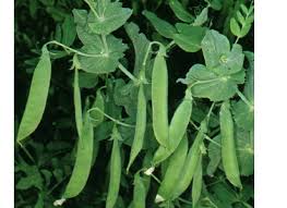 Image result for Pisum