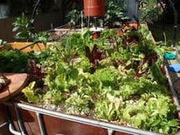 Birdies Raised Garden Beds Usa Vermiponic Garden Garden Aquaponics Hydroponics