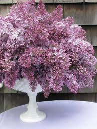 Names of crepe myrtle in various languages of the world are also given. I Miss Lilacs Plentiful In Michigan But None In Texas Too Hot Crepe Myrtles Are Close But They Are Not Fragrant Blumenladen Flieder Blumen