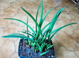 Image result for Eulophia petersii