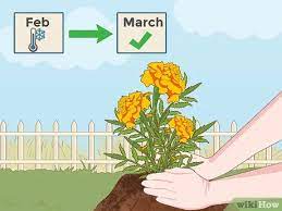 How to grow marigold from seeds in india. How To Grow Marigolds With Pictures Wikihow