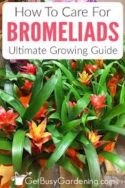 Bromeliad Plant Care How To Grow Bromeliad House Plants Bromeliads Plants Plant Care