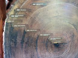 tree age chart muir woods national monument mill valley