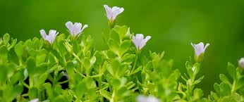 Image result for Bacopa monnieri