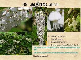 Check spelling or type a new query. Soothe Meaning In Tamil Ill Treat Meaning In Tamil English Ill Treat In Tamil We Did Not Find Results For