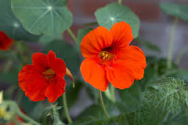 Image result for Tropaeolum majus