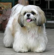 When do shih tzus stop growing? Shih Tzu Obesity Shih Tzu Daily