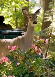 We did not find results for: Later Bambi Deer Tolerant And Deer Resistant Plants Deer Resistant Plants Deer Resistant Garden Deer Repellant