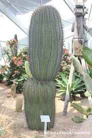 Image result for Volusia amboinensis