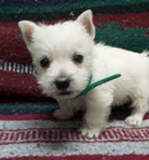 Puppies For Sale West Highland White Terrier Westie West Highland White Terriers Westies F Categor In 2020 Westie Dogs Westie Puppies Westie Puppies For Sale