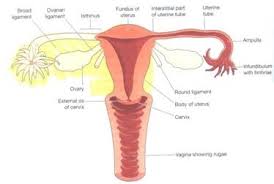 Female internal organs reproductive system anatomy. Eurocytology