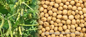 Termasuk juga protein, zat besi, kalsium, serat, selain juga polifenol yang menyehatkan jantung. Kandungan Gizi Kacang Kedelai Dan Manfaat Kacang Kedelai Bagi Kesehatan