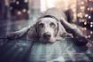 Short-Haired Dogs: Best Breeds and Grooming Needs | Petfinder