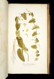 Image result for Kedrostis foetidissima