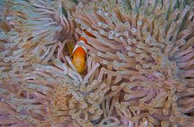 Image result for clownfish
