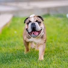 Are english bulldogs good family dogs? Adopt A Bulldog Near New York Ny Get Your Pet