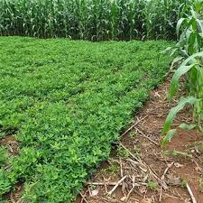 Image result for Tridactyle stevartiana