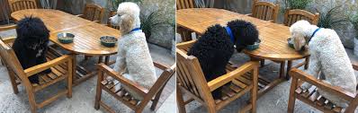 We let your dog choose his/her sleeping arrangements (they usually end up on our beds and in our rooms)! Dog Training Dog Boarding Dog Daycare Pasadena Los Angeles