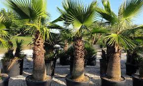 This is the slimmer of the two species of washingtonia and considered to be slightly less cold tolerant, though it grows considerably taller than w. Washingtonia Robusta Mexican Fan Palm Skyduster Garden Plants Online