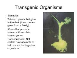 A transgene is a gene that has been transferred naturally, or by any of a number of genetic engineering techniques from one organism to another. Genetic Engineering Manipulating Genes Outside Of The Organisms Normal Process Ppt Download