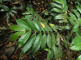 Image result for Lasianthus