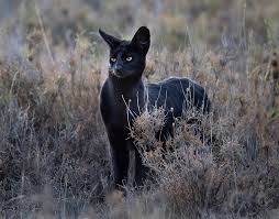 In a biome largely dominated by packs, one animal stands alone, and tall. Manja The Melanistic Serval Namiri Plains Latest Celebrity Asilia Africa