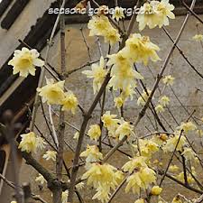 If you love yellow flowers, why not make sure you have them in your landscape every year? Growing Chimonanthus Shrubs For Uk Gardens