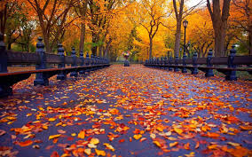 Pin Van Pal Op Autumn Wallpaper Bureaublad Achtergrond Herfstbladeren