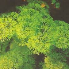 Image result for Limnophila indica