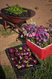 Do this by planting additional plants that will add more flowers to your garden. Companion Planting For Eggplant Insteading