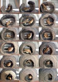 Birds That Make Mud Nests On Buildings Bird Installation By Nature S Creatures Rufous Hornero Nest Most Birds Nests Are Airy Structures Made Of Twigs But Not T Beautiful Birds Bird Nest Birds