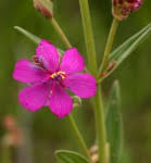 Image result for Heterotis canescens