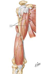 Because of the large collection of lymph nodes, hair follicles and sweat glands found in the hollow created by your chest wall, muscles and shoulder bones, any number of things can cause pain in the armpit.a pulled muscle is one of the more benign causes. Upper Limb Flashcards Quizlet