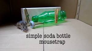 In fact, good electronic traps are more humane because rats and mice die fast without extra torments (learn more in our this is a domestic rat trap made from a ladle and a spoon. Diy Simple Soda Bottle Mousetrap 11 Steps With Pictures Instructables
