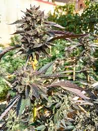Suggest that you stop using tacking cookies, your site url now shows as suspect!!!! Cookies X Watermelon Zkittlez Von Purple City Genetics Cannabis Sorten Infos