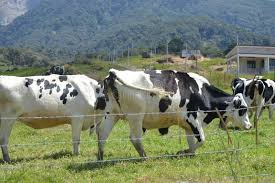 Desa diary farm kundasang ranau sabahour favourite & must visit place. Desa Farm Photos Free Royalty Free Stock Photos From Dreamstime