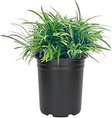 Image result for Ophiopogon