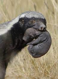 Check spelling or type a new query. Wolverine Vs Honey Badger Fight Comparison Who Will Win