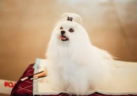 How Much Does A Shih Tzu Cost Where Can I Find A Cheap Shih Tzu