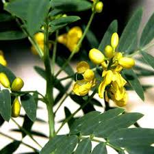 Cha De Canela De Velho Beneficios E Maleficios Cha De Sene Efeitos E Contraindicacoes Cha Beneficios Ervas Medicinais Plantas Medicinais Ervas