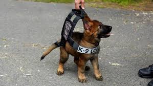 Pin On Cuteness